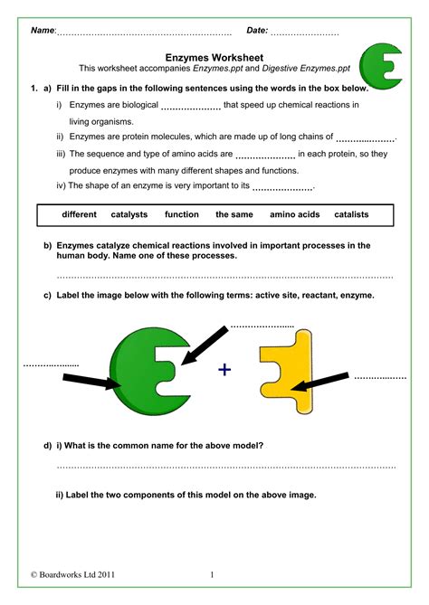 enzyme activity worksheet answers